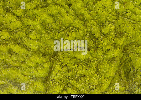 Vista aerea di Eldhraun campo di lava nel sud dell'Islanda da fuco Foto Stock