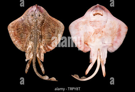 Thornback ray, Raja clavata, dorsale e ventrale di viste, sfondo nero Foto Stock