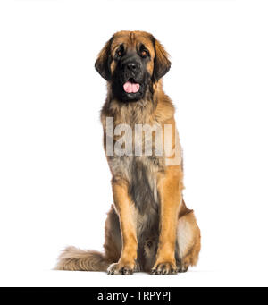 Leonberger, 2 anni, seduto di fronte a uno sfondo bianco Foto Stock