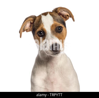 Fox Terrier, 3 mesi di età, di fronte a uno sfondo bianco Foto Stock