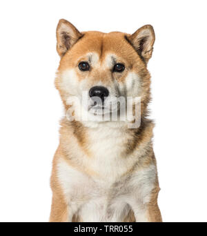 Shiba Inu davanti a uno sfondo bianco Foto Stock