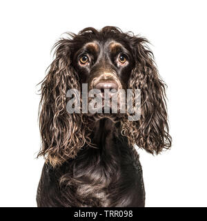 English Cocker Spaniel davanti a uno sfondo bianco Foto Stock