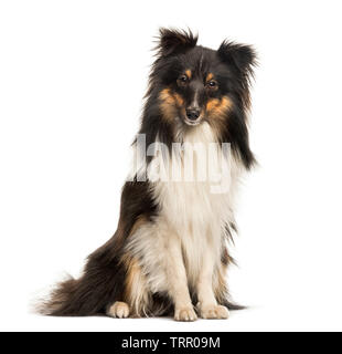 Sheepdog Shetland, 10 mesi di età, seduto di fronte a uno sfondo bianco Foto Stock