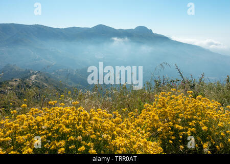 Le belle viste attraverso il giallo fiori selvatici attraverso Otivar e sulle montagne dal famoso Caprino strada percorso di salita (A-4050), Sierra Nevada, Spagna Foto Stock