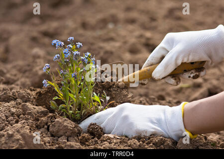 Donna Nei Guanti Da Giardinaggio Con Pala Che Tiene Una Pianta Di Sedum Con  Radici Fotografia Stock - Immagine di piantatura, coltivi: 248360450