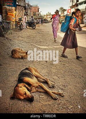 Una scuola ragazza andare a scuola a piedi tra Dogs addormentato in India Foto Stock