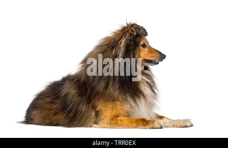 Sheepdog Shetland contro uno sfondo bianco Foto Stock