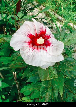 Swamp-rose malva in Arden, Delaware Foto Stock