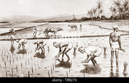 Impostazione fuori le piante di riso. Dopo un lavoro di J. Macfarlane. Da una stampa contemporanea c.1935. Foto Stock