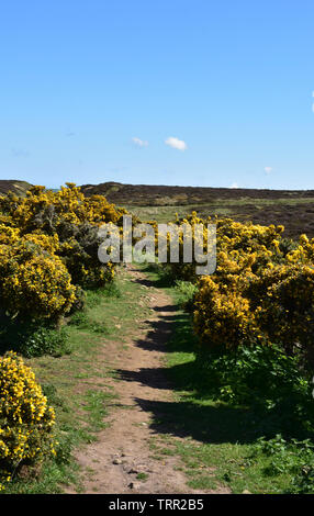 La sporcizia sentiero tortuoso attraverso gorse arbusti in fiore. Foto Stock