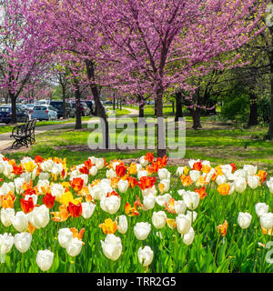 Bianco rosso e giallo fioritura tulipani e eastern redbud alberi in primavera a Forest Park St Louis nel Missouri negli Stati Uniti. Foto Stock