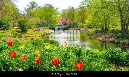 Giardino di rosso e tulipani gialli crescono sulle rive del fiume des Peres in Forest Park St Louis nel Missouri negli Stati Uniti. Foto Stock