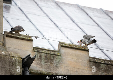 Falco pellegrino (Falco peregrinus) Norwich Cathedral 2019 Foto Stock