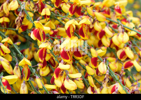 Close-up di scuro rosso/giallo dei fiori di Arbusti decidui scopa comune, Cytisus scoparius f. andreanus Foto Stock