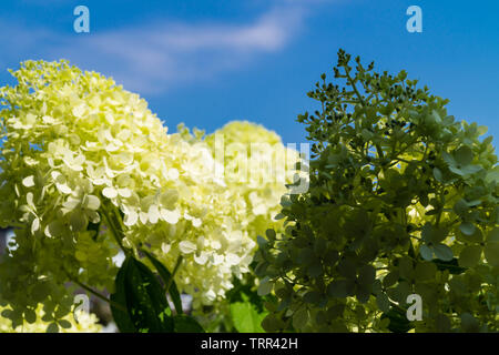 Il romantico hortensia fiore Foto Stock