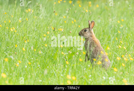 Un singolo coniglio selvatico (UK) fino a zampe posteriori in un campo di renoncules. Foto Stock