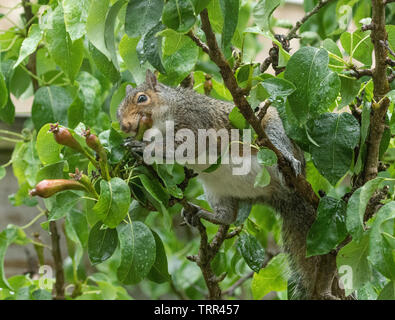 Uno scoiattolo grigio tenuto e mangiare molto piccolo, pere acerbe. Foto Stock