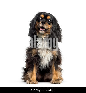 Croce con la razza Cavalier King Charles Spaniel seduto davanti a uno sfondo bianco Foto Stock