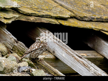 Un piccolo gufo (UK), Athene noctua, appollaiate su un tetto di legno trave in un vecchio fienile. Foto Stock