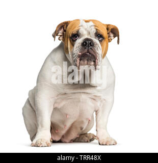 Bulldog inglesi, Bulldog inglese, 10 mesi di età, seduto di fronte a uno sfondo bianco Foto Stock