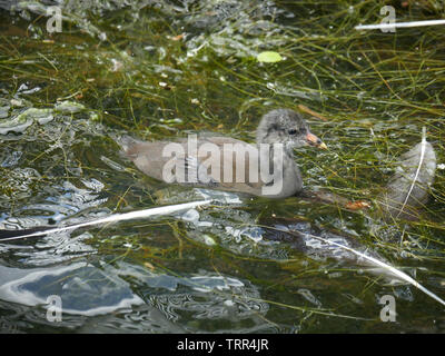 I capretti - moorhen Gallinula chloropus sul lago a serpentina, Hyde Park, London, Regno Unito. Foto Stock