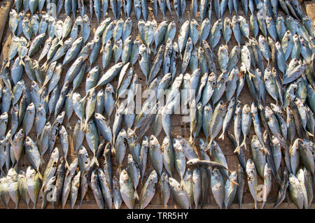 Salatura ed essiccazione di pesce è una tecnica di conservanti al fine di mantenere la grande quantità di pesce commestibile senza refrigerazione. Questisono mangiato con il riso. Foto Stock