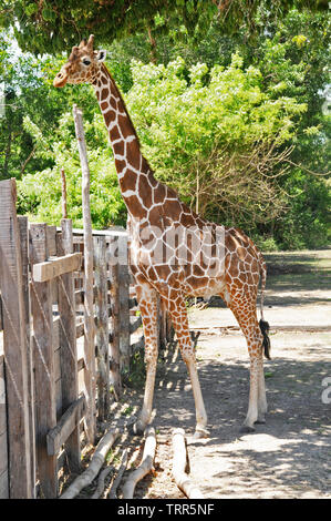 Le giraffe possono essere trovati nelle Filippine in Calauit Safari Park, un santuario, situato in Calauit isola al largo della costa di Palawan, importati dall'Africa. Foto Stock