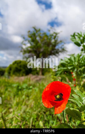 Chiusura del singolo bright papavero rosso durante la primavera o in estate in mezzo al campo, prato o pascolo. Foto Stock