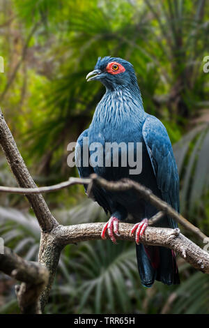 Madagascan piccione blu (Alectroenas madagascariensis / Columba madagascariensis) endemica del Madagascar, Africa Foto Stock