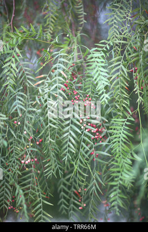 A penzoloni al di rami della pianta del sud con lungo il verde delle foglie e bacche di rosa. Foto Stock