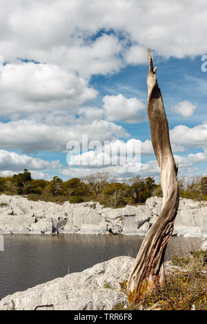 Paesaggio Irlanda e vecchio albero di pino scozzese morto o Pinus Sylvestris a Kilbeg Bay, Muckross Lake, Killarney National Park, County Kerry, Irlanda Foto Stock