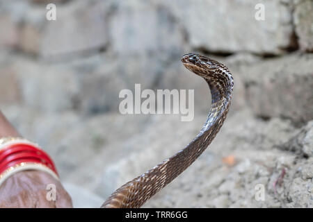 Ritratto cobra indiano a Rishikesh, India. Vicino all'aperto Foto Stock
