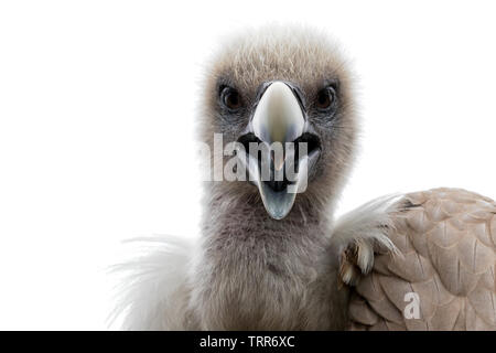 Testa di un avvoltoio grifone (Gyps fulvus) contro uno sfondo bianco Foto Stock