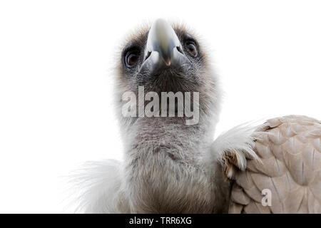 Testa di un avvoltoio grifone (Gyps fulvus) contro uno sfondo bianco Foto Stock