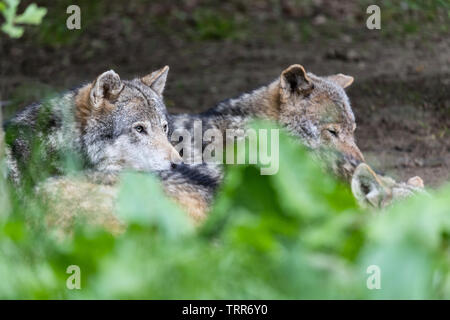 Pack di lupi grigi (Canis lupus) in natura Foto Stock