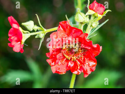 Una ripresa macro di un colore rosso brillante geum. Foto Stock