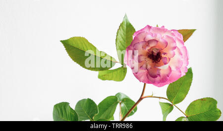 Rosa rosa in un vaso su uno sfondo bianco. Close-up. Foto Stock