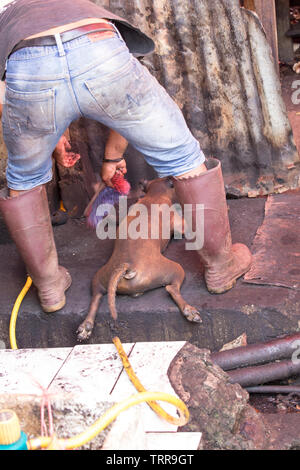 Tomohon, Indonesia - Agosto 12, 2017: cucinare un cane a Tomohon mercato estreme Foto Stock