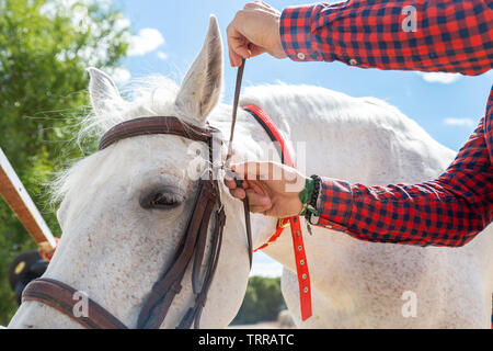 Giovane maschio in abito casual briglia di fissaggio vicino alla bocca del cavallo bianco mentre in piedi nel paddock sulla giornata di sole in agriturismo Foto Stock