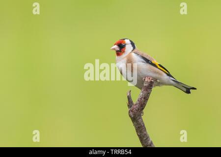 Un Cardellino appollaiate su un ramo Foto Stock