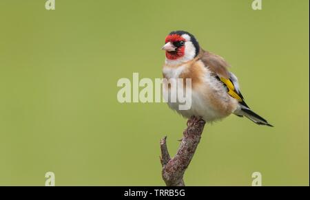 Un Cardellino appollaiate su un ramo Foto Stock