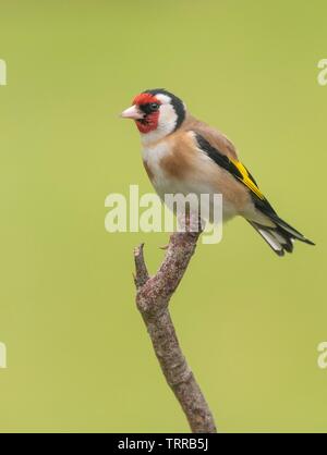 Un Cardellino appollaiate su un ramo Foto Stock