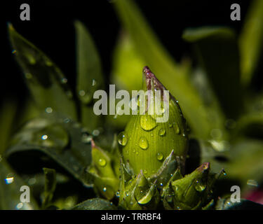 Waterdrops Foto Stock