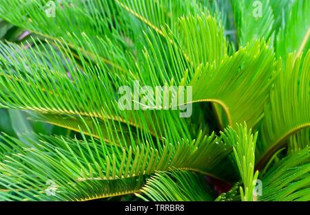 Concetto Ecologico, albero verde e Pianta di Cycas revoluta o giapponese Sago Palm per la decorazione del giardino. Foto Stock