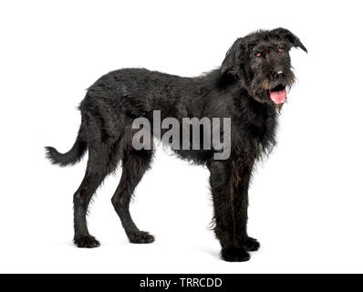 Bouvier des Flandres, 9 anni, di fronte a uno sfondo bianco Foto Stock