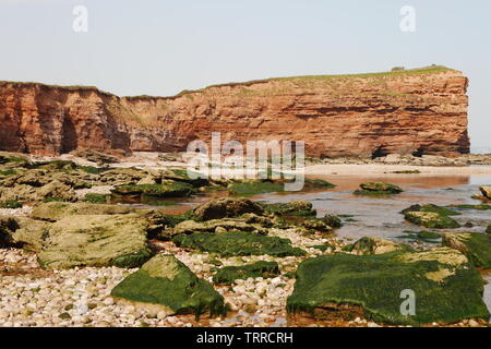 Vista di pietra arenaria rossa scogliere con alghe verdi coperte di rocce e ciottoli in primo piano, East Devon, Inghilterra Foto Stock