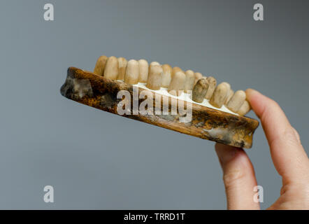 Disgustoso il fungo della donna in legno spazzola per massaggi. Close up. Per la pulizia della casa del concetto. Foto Stock