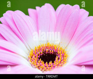 Una inquadratura ravvicinata di un fiore di Gerbera. Foto Stock