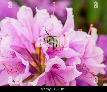 Un close-up di un ape impollinazione un fiore di rododendro. Foto Stock
