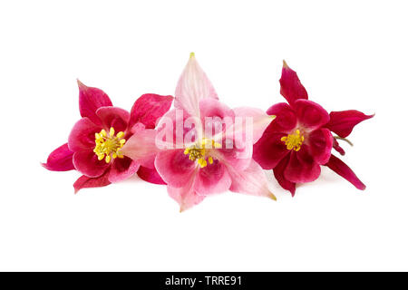 Tre rosa rossa fiore di aquilegia o akelei fiori freschi con gocce d'acqua isolati su sfondo bianco Foto Stock